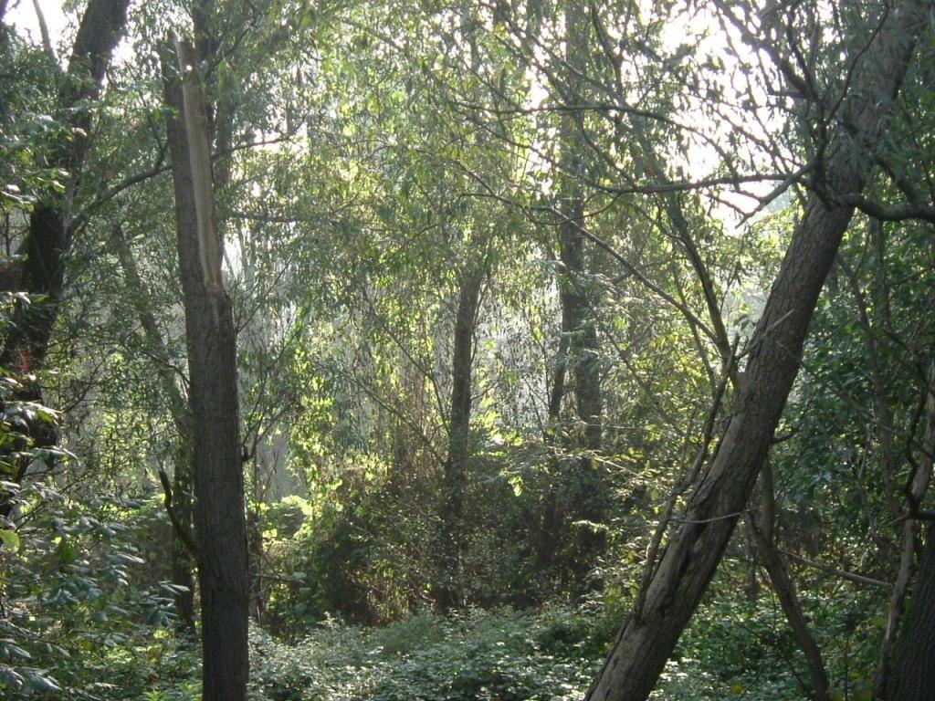 Atmosfere nel bosco......